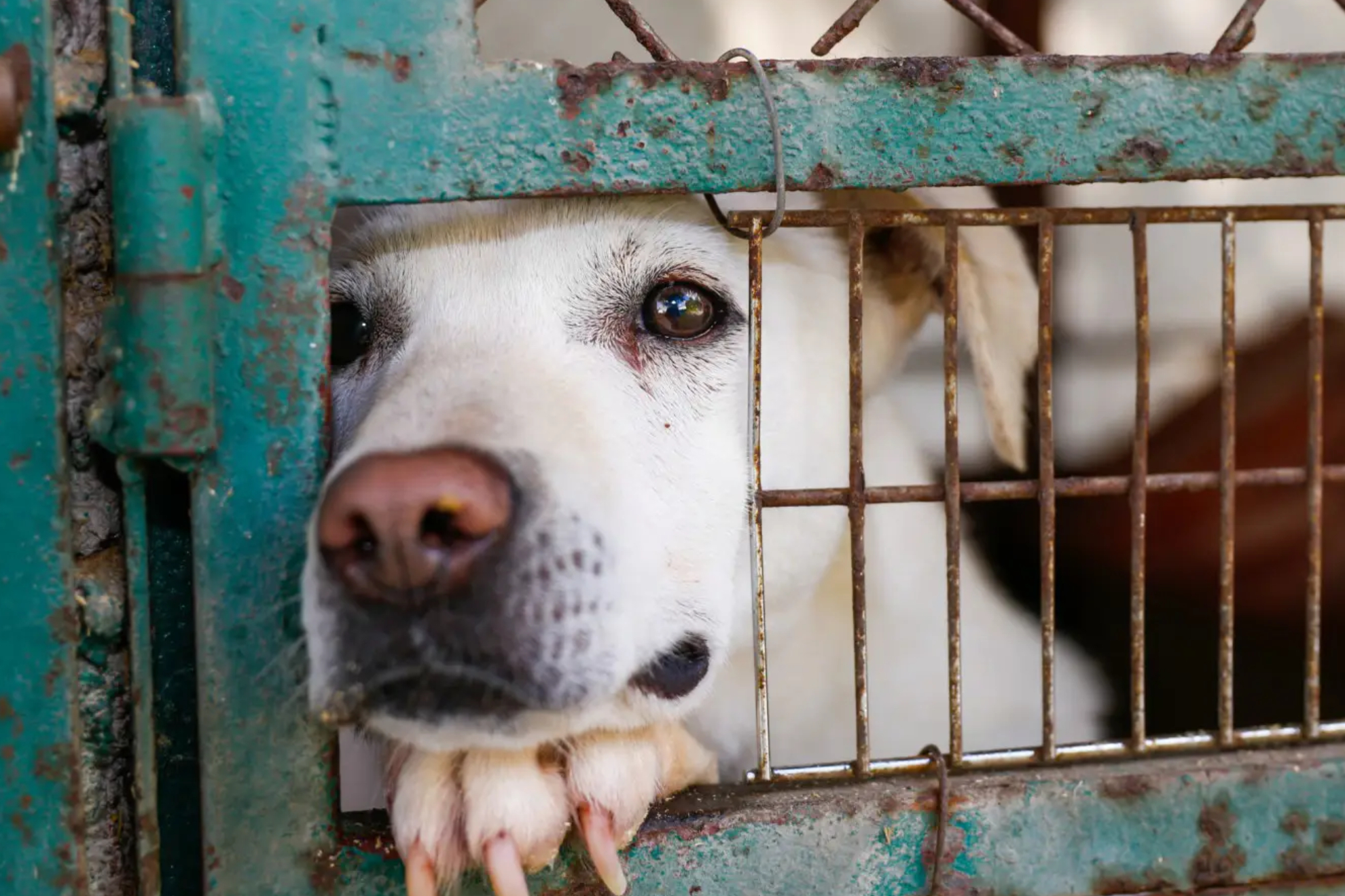 Una anciana fue atacada en su casa por una jaur�a de perros