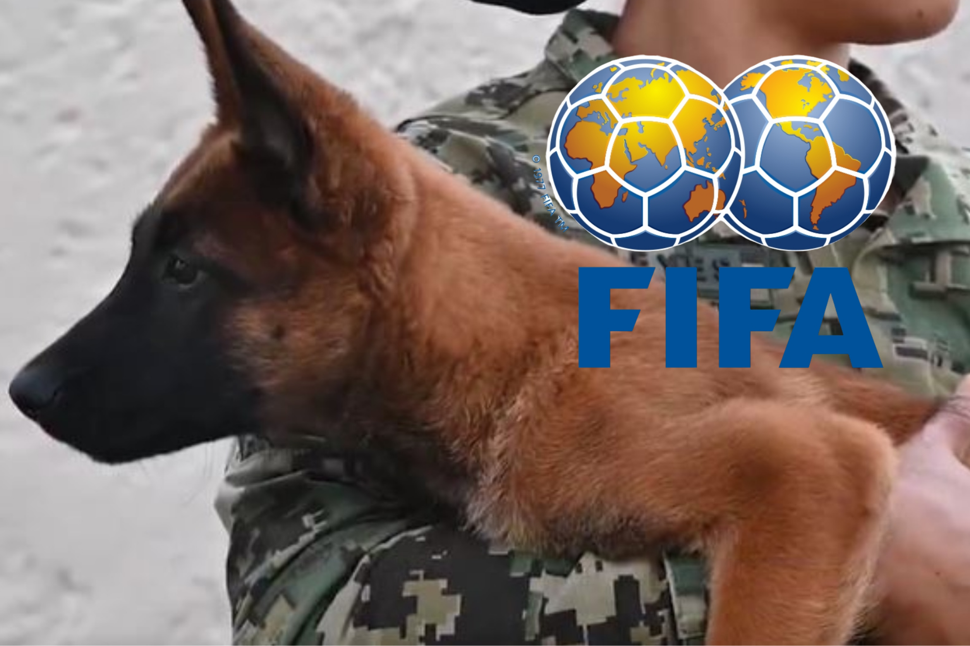 Generaci�n FIFA, los cachorros que proteger�n el Mundial 2026 y a sus aficionados en M�xico