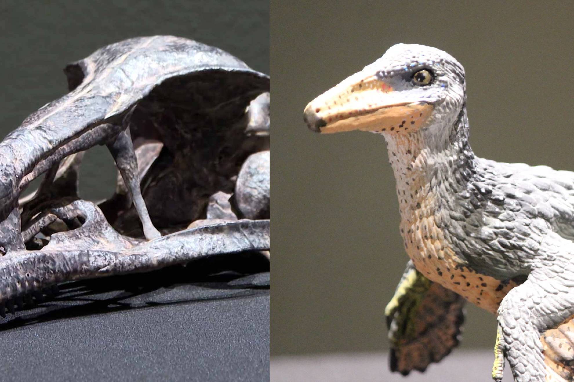 As� es el Xenovenator espinosai: Dinosaurio de 74 millones de a�os hallado en Coahuila