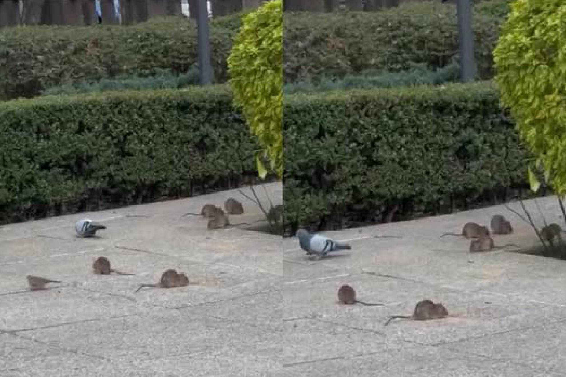 Reportan plaga de ratas sobre Paseo de la Reforma en la CDMX
