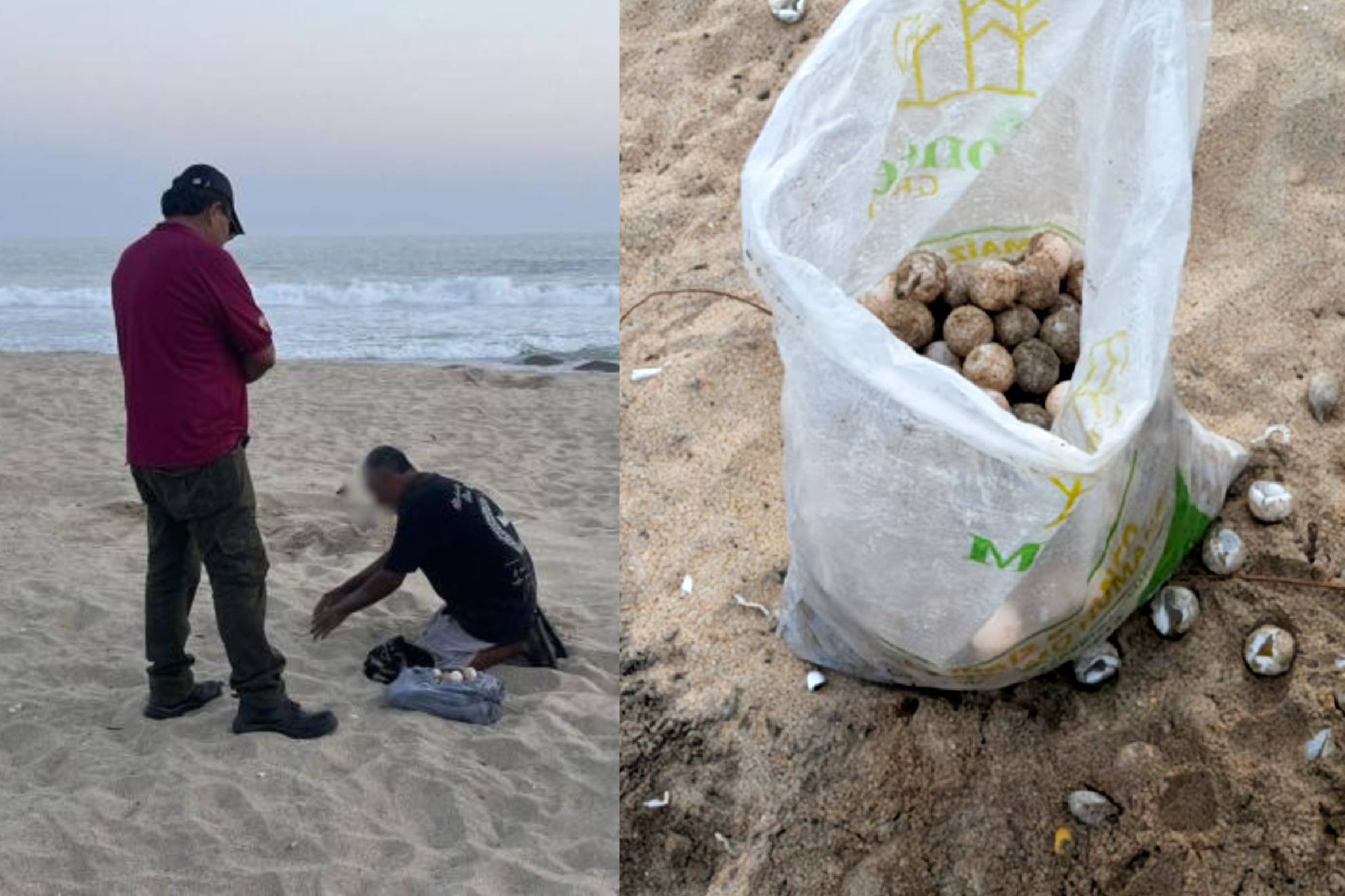 Dos sujetos son captados saqueando nidos de tortugas marinas en playa de Oaxaca